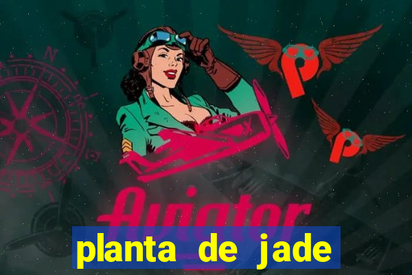 planta de jade significado espiritual